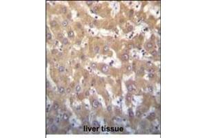 JARID1A Antibody (C-term) (ABIN656192 and ABIN2843346) immunohistochemistry analysis in formalin fixed and paraffin embedded human liver tissue followed by peroxidase conjugation of the secondary antibody and DAB staining. (KDM5A antibody  (C-Term))