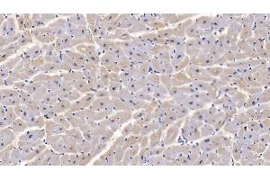 Detection of CNX in Human Cardiac Muscle Tissue using Monoclonal Antibody to Calnexin (CNX) (Calnexin antibody  (AA 239-461))