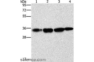 Western blot analysis of Hela cell and human prostate tissue, A172 cell and mouse liver tissue, using NDNL2 Polyclonal Antibody at dilution of 1:1500 (Necdin-Like 2 antibody)