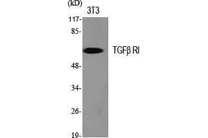 Western Blot (WB) analysis of specific cells using TGFbeta RI Polyclonal Antibody. (TGFBR1 antibody  (Tyr159))