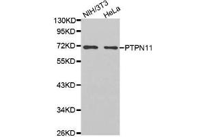 Western blot analysis of extracts of various cell lines, using PTPN11 antibody. (PTPN11 antibody  (AA 514-593))