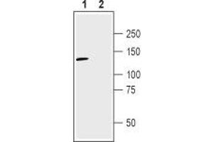 Western blot analysis of human U-87 MG glioma cell line lysate: - 1. (NRP2 antibody  (Extracellular, N-Term))