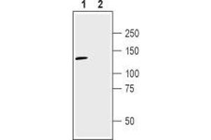 Western blot analysis of human U-87 MG glioma cell line lysate: - 1. (NRP2 antibody  (Extracellular, N-Term))
