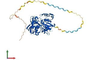 AlphaFold protein structure predicition of Mouse Recombinant Gapdhs Protein, UniprotID Q64467