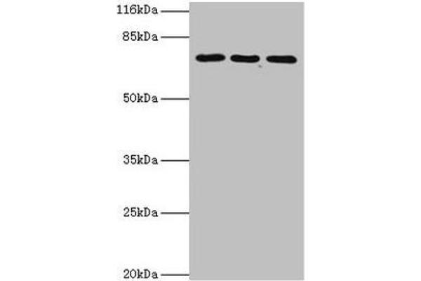 ZNF699 Antikörper  (AA 19-195)