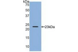 Relaxin 2 antibody  (AA 1-185)