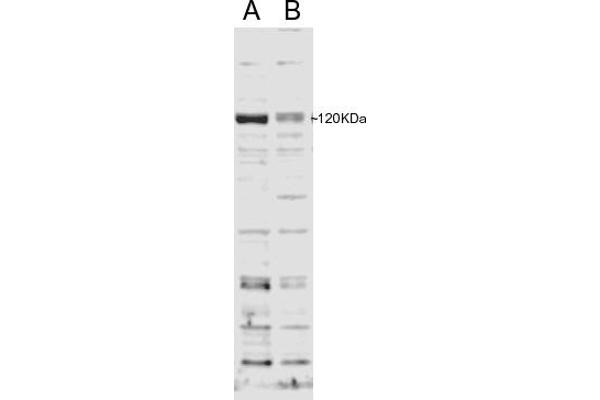 SECISBP2 antibody  (Internal Region)