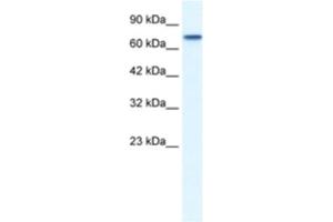 Western Blotting (WB) image for anti-Nuclear Receptor Subfamily 4, Group A, Member 1 (NR4A1) antibody (ABIN2460327) (NR4A1 antibody)