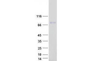 Validation with Western Blot (IGFALS Protein (Myc-DYKDDDDK Tag))