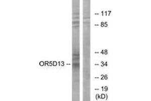 Western blot analysis of extracts from COS7 cells, using OR5D13 Antibody. (OR5D13 antibody  (AA 265-314))