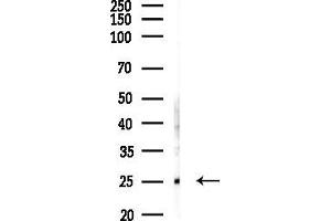 anti-RAB3A, Member RAS Oncogene Family (RAB3A) (N-Term) antibody