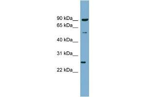 WB Suggested Anti-VAMP7 Antibody Titration:  0. (VAMP7 antibody  (N-Term))