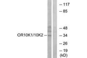 Western blot analysis of extracts from HepG2 cells, using OR10K1/10K2 Antibody.
