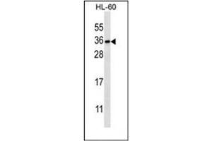 Western blot analysis  of PITPNB Antibody (C-term) in HL-60 cell line lysates (35ug/lane).