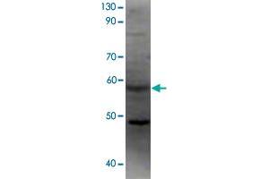 Western blot analysis of recombinant F2rl2 protein using F2rl2 polyclonal antibody .