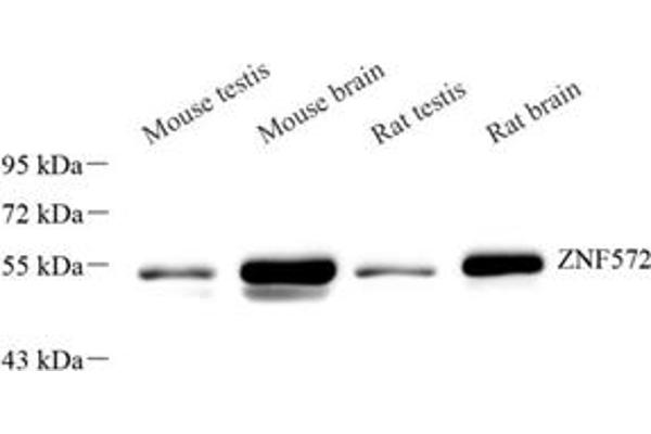 ZNF572 antibody