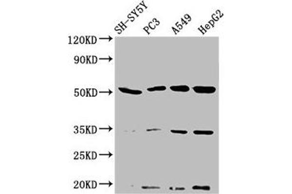 NAGPA antibody  (AA 327-438)