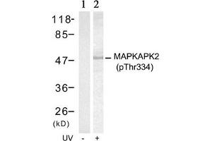 Western blot analysis of extracts from Hela cells untreated(lane 1) or treated with UV(lane 2) using MAPKAPK-2(Phospho-Thr334) Antibody. (MAPKAP Kinase 2 antibody  (pThr334))