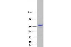 Validation with Western Blot (ALG2 Protein (Transcript Variant 1) (Myc-DYKDDDDK Tag))