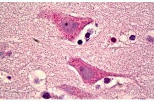 Anti-GPR151 antibody IHC staining of human brain, cortex neurons. (GPR151 antibody  (AA 276-325))
