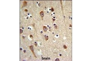 LUC7L2 Antibody (C-term) (ABIN653502 and ABIN2842911) IHC analysis in formalin fixed and paraffin embedded brain tissue followed by peroxidase conjugation of the secondary antibody and DAB staining. (LUC7L2 antibody  (C-Term))