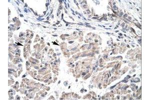 Image no. 1 for anti-Homeobox D3 (HOXD3) (AA 80-129) antibody (ABIN6735792) (HOXD3 antibody  (AA 80-129))