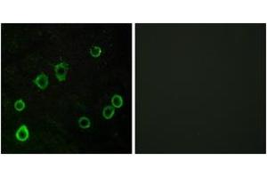 Immunofluorescence analysis of LOVO cells, using ADORA2A Antibody. (Adenosine A2a Receptor antibody  (AA 321-370))