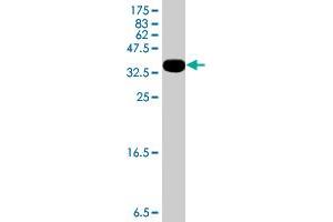 HUWE1 antibody  (AA 4281-4374)