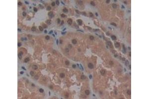Figure. (HSPA2 antibody  (AA 529-615))
