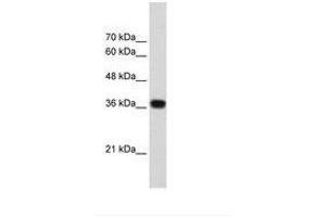 Image no. 1 for anti-PC4 and SFRS1 Interacting Protein 1 (PSIP1) (AA 85-134) antibody (ABIN203293) (PSIP1 antibody  (AA 85-134))