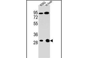 ETFA Antibody (C-term) (ABIN655079 and ABIN2844711) western blot analysis in K562 cell line and mouse liver tissue lysates (35 μg/lane). (ETFA antibody  (C-Term))