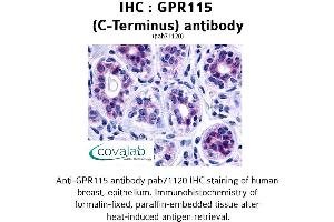 Image no. 1 for anti-G Protein-Coupled Receptor 115 (GPR115) (C-Term) antibody (ABIN1734905) (G Protein-Coupled Receptor 115 antibody  (C-Term))