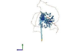 AlphaFold protein structure predicition of Human Recombinant CTR9 Protein, UniprotID Q6PD62 (CTR9 Protein (AA 1-1173) (His tag))