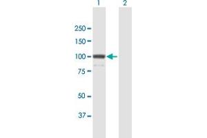 Western Blot analysis of KIF23 expression in transfected 293T cell line by KIF23 MaxPab polyclonal antibody. (KIF23 antibody  (AA 1-856))