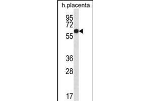 GLCCI1 Antibody (Center) (ABIN656789 and ABIN2846008) western blot analysis in human placenta tissue lysates (35 μg/lane). (GLCCI1 antibody  (AA 226-255))