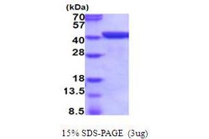 SDS-PAGE (SDS) image for Annexin A1 (ANXA1) (AA 1-346) protein (His tag) (ABIN5854115)