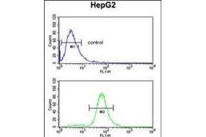 GSTA4 Antibody (N-term) (ABIN652919 and ABIN2842591) flow cytometric analysis of HepG2 cells (bottom histogram) compared to a negative control cell (top histogram). (GSTA4 antibody  (N-Term))