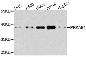 Western blot analysis of extracts of various cell lines, using PRKAB1 antibody. (PRKAB1 antibody  (AA 1-80))