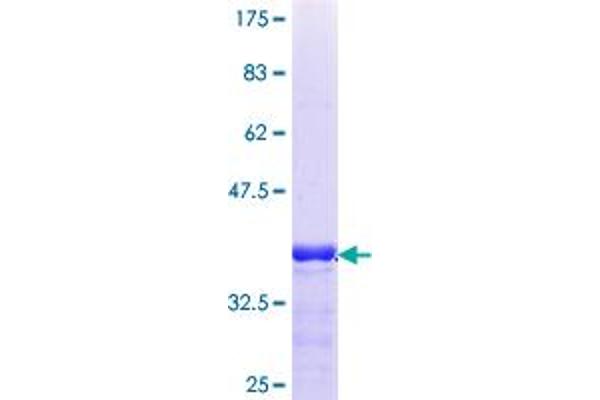 CRY2 Protein (AA 141-231) (GST tag)