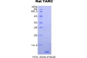 SDS-PAGE analysis of Rat TARC Protein. (CCL17 Protein)