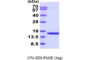SDS-PAGE (SDS) image for phosphohistidine Phosphatase 1 (PHPT1) (AA 1-125) (Active) protein (His tag) (ABIN6388004)