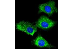 Immunofluorescent analysis of 4 % paraformaldehyde-fixed, 0. (RPS7 antibody  (AA 158-191))