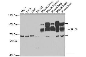 Western blot analysis of extracts of various cell lines using SP100 Polyclonal Antibody at dilution of 1:1000. (SP100 antibody)