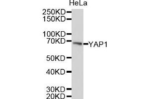 Western blot analysis of extracts of HeLa cells, using YAP1 antibody (ABIN5999515). (YAP1 antibody)