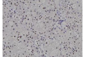 ABIN6276880 at 1/100 staining Human liver tissue by IHC-P. (POLR2C antibody  (Internal Region))