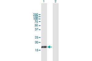 Western Blot analysis of PIGH expression in transfected 293T cell line by PIGH MaxPab polyclonal antibody.