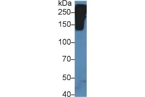Detection of RELN in Mouse Fetal rat lysate using Polyclonal Antibody to Reelin (RELN) (Reelin antibody  (AA 3143-3461))