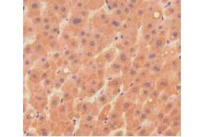 IHC-P analysis of Human Liver Tissue, with DAB staining. (DNASE1 antibody  (AA 19-259))