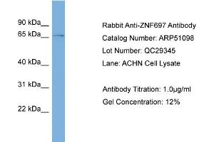 anti-Zinc Finger Protein 697 (ZNF697) (N-Term) antibody