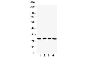 Western blot testing of NPM2 antibody on Lane 1: HeLa (NPM2 antibody  (N-Term))